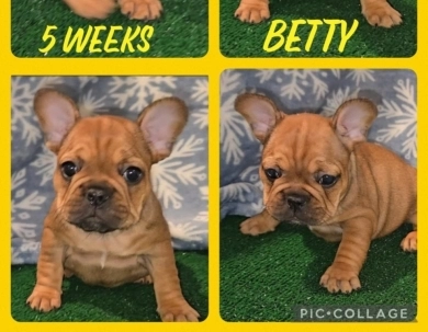 Betty French Bulldog