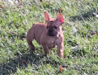 June French Bulldog