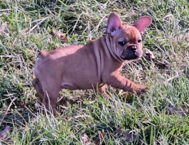 June French Bulldog