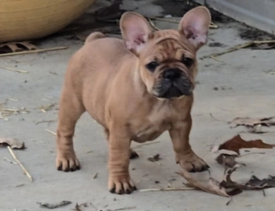 June French Bulldog