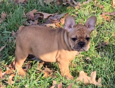 June French Bulldog