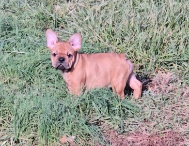 June French Bulldog