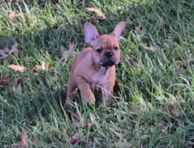 June French Bulldog