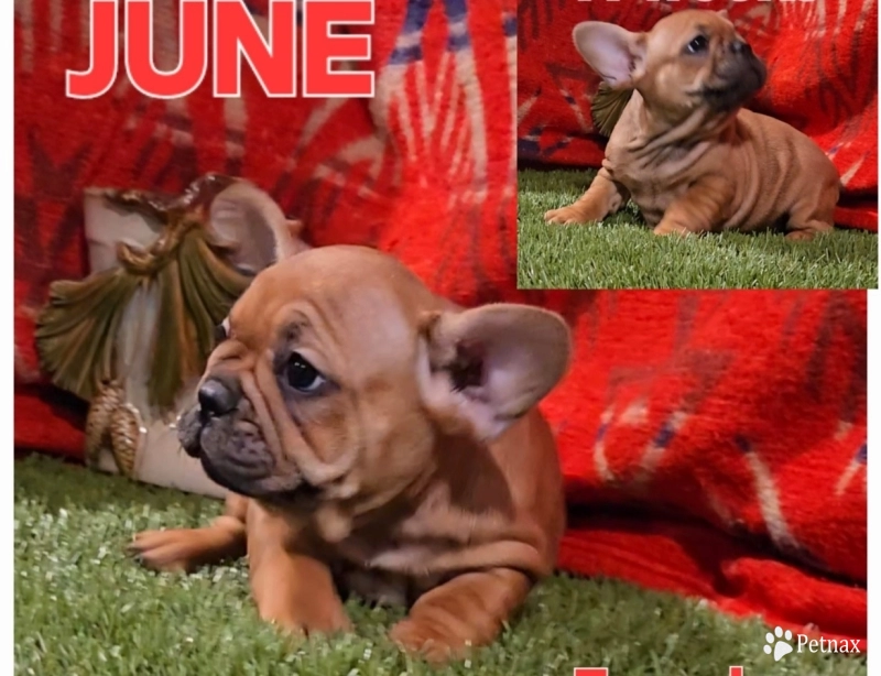 June French Bulldog