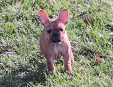 June French Bulldog