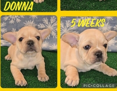 Donna French Bulldog