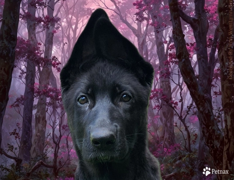 Alexandra Von WestLynn German Shepherd