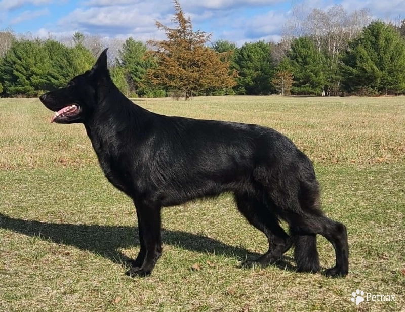 Alexandra Von WestLynn German Shepherd