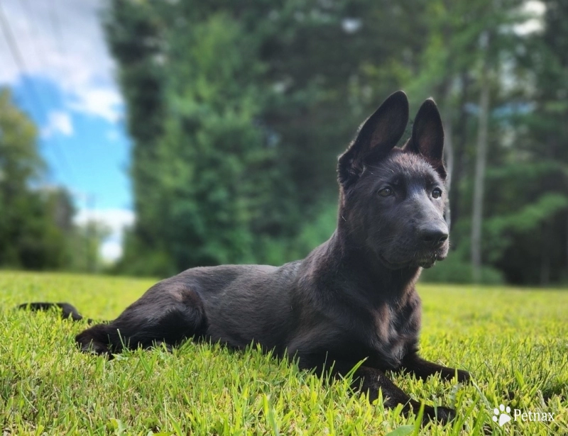 Alexandra Von WestLynn German Shepherd