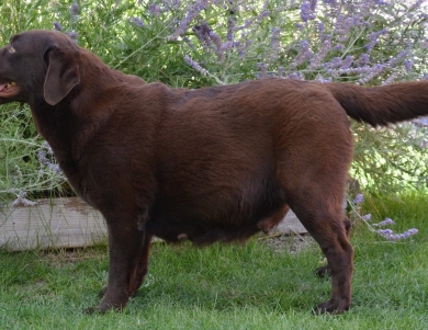 Barista Labrador Retriever