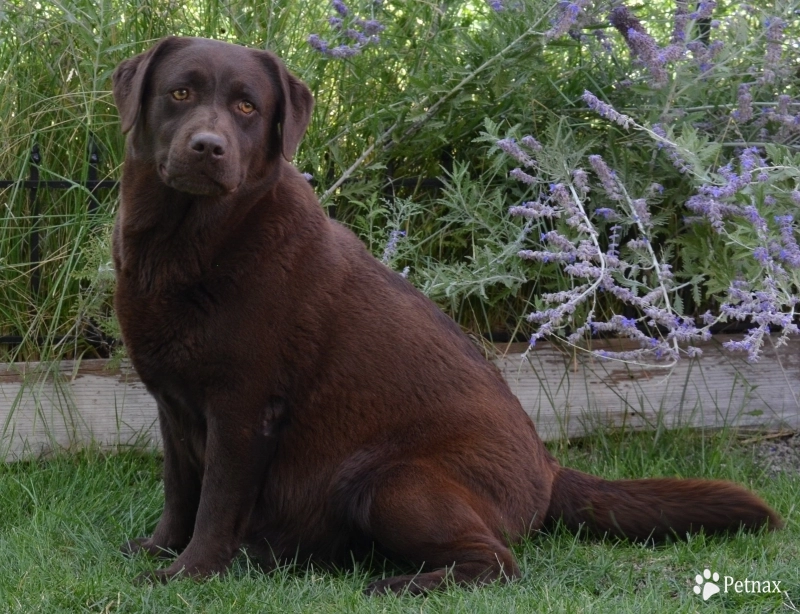Barista Labrador Retriever