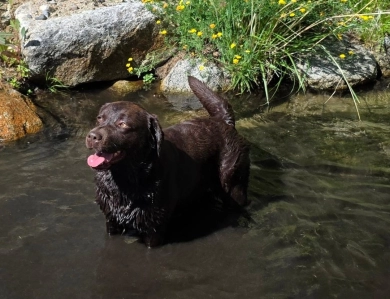 Barista Labrador Retriever