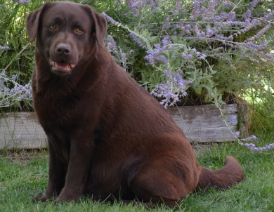 Barista Labrador Retriever