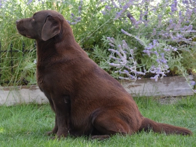 Barista Labrador Retriever