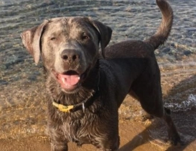 Sunny Labrador Retriever