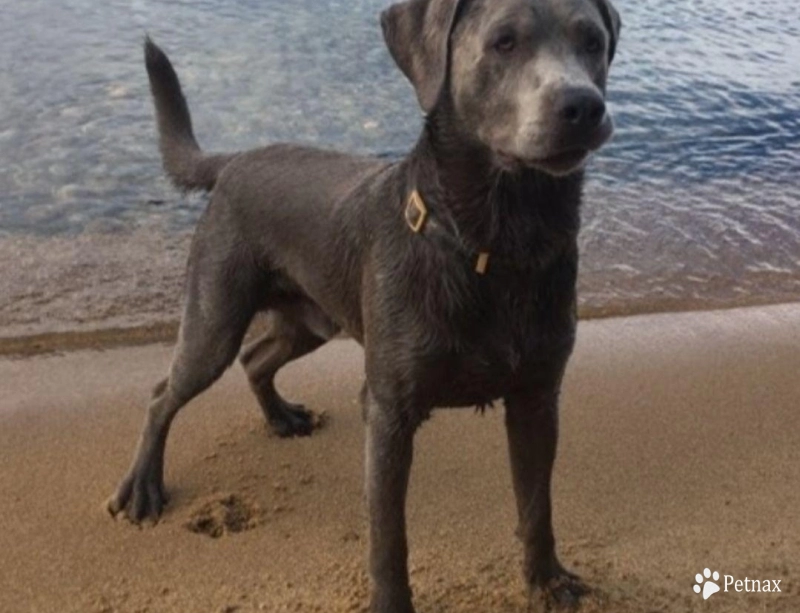 Sunny Labrador Retriever