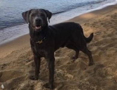 Sunny Labrador Retriever