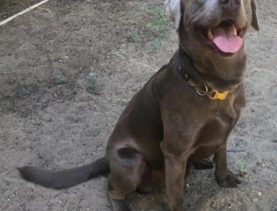 Sunny Labrador Retriever