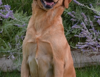 Twizzler Labrador Retriever