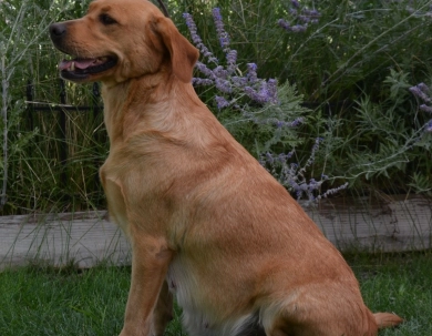 Twizzler Labrador Retriever