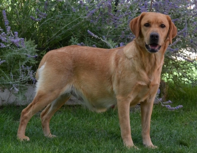 Twizzler Labrador Retriever