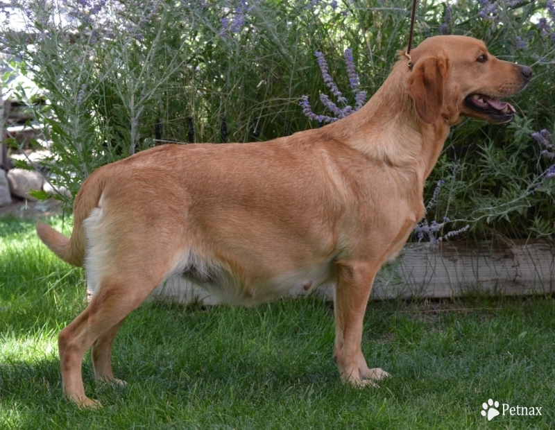 Twizzler Labrador Retriever