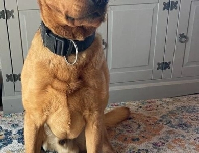 Thor Labrador Retriever