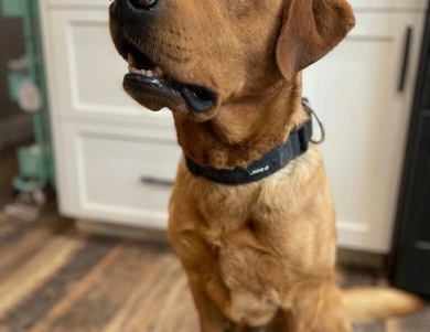 Thor Labrador Retriever