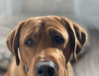 Thor Labrador Retriever