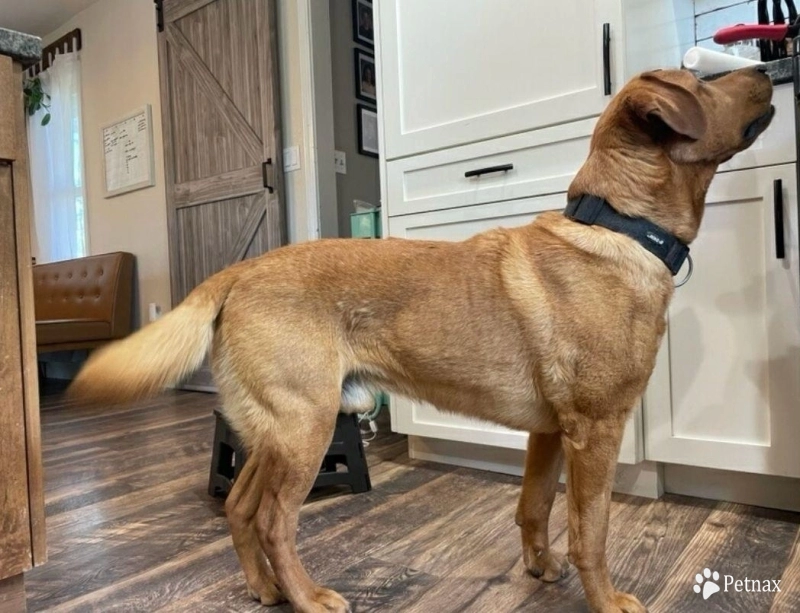 Thor Labrador Retriever