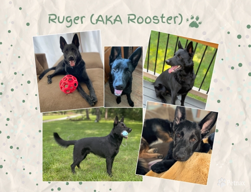 Ruger German Shepherd