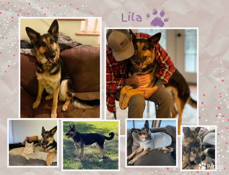 Lila German Shepherd