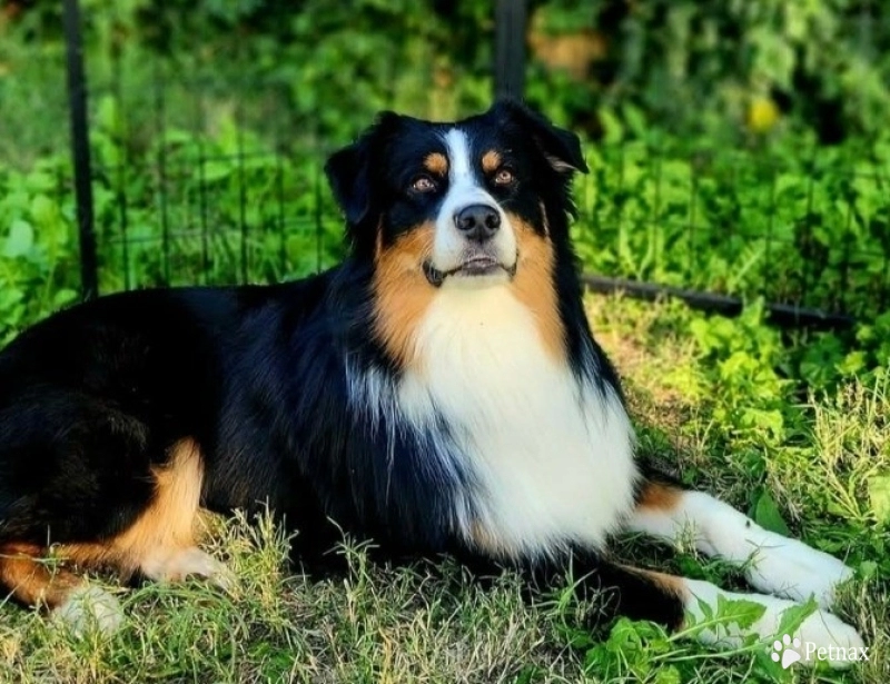 Bailey  Australian Shepherd