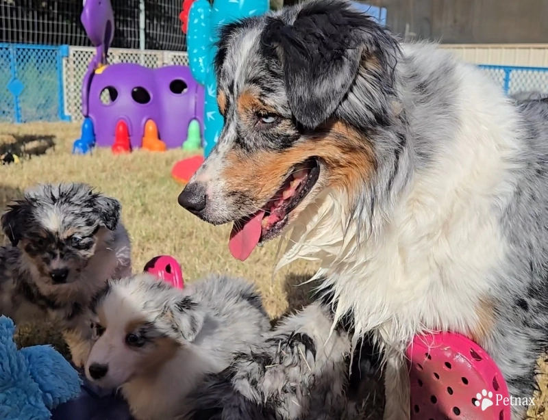 Dahlia  Australian Shepherd