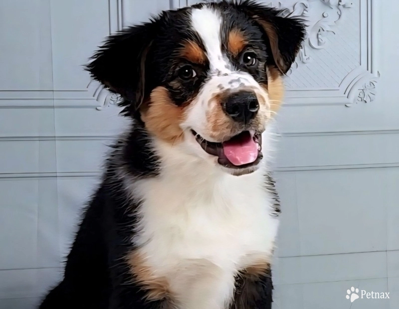 Kessie Australian Shepherd