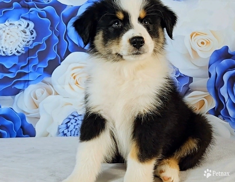 Cade Australian Shepherd