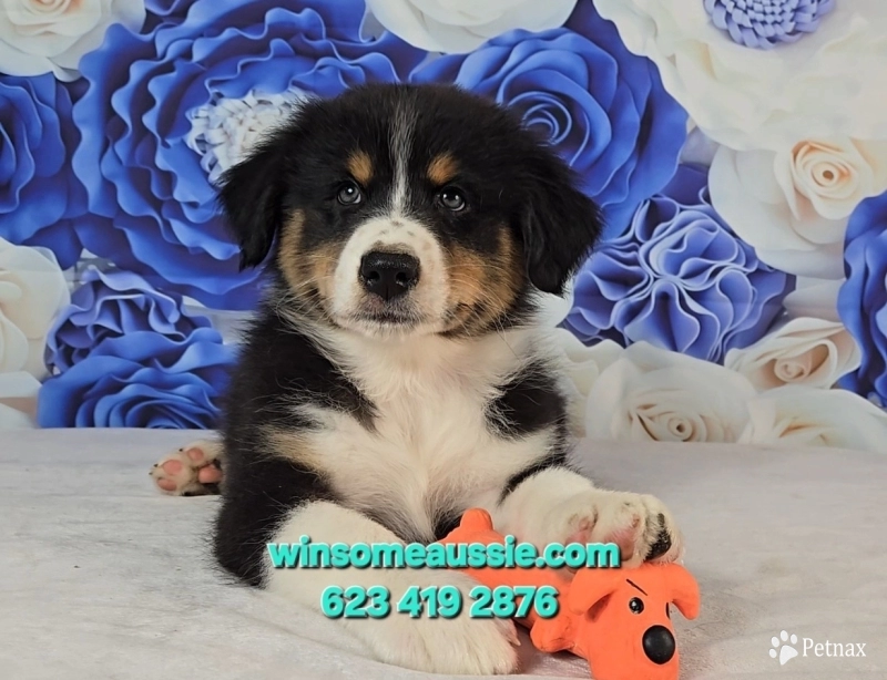 Hopper  Australian Shepherd