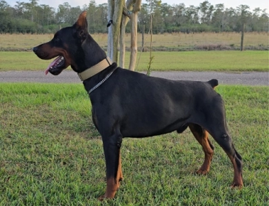 Wukasin Betelges Doberman Pinscher