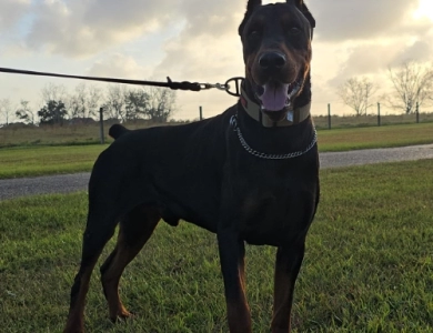 Wukasin Betelges Doberman Pinscher
