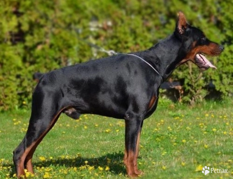Wukasin Betelges Doberman Pinscher