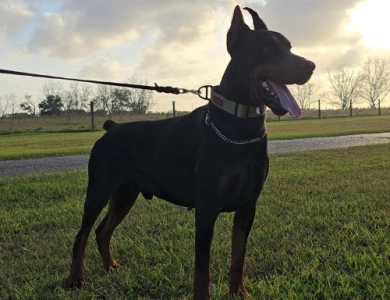 Wukasin Betelges Doberman Pinscher