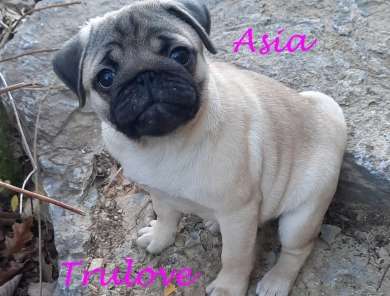 Asia Asia Pug