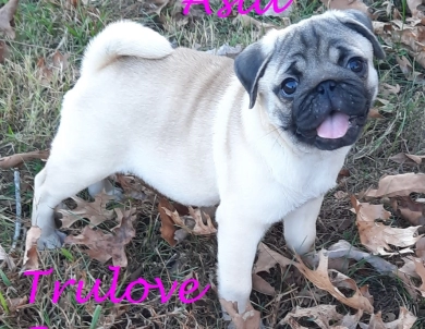 Asia Asia Pug