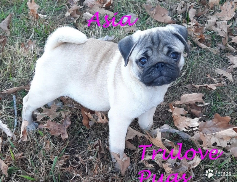 Asia Pug