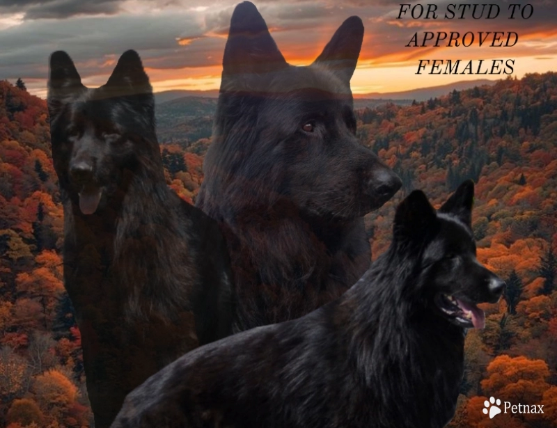 Garry Vom Makibilly German Shepherd