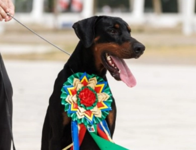 Solo Limited Edition El Greco Nero Solo Limited Edition El Greco Nero Doberman Pinscher