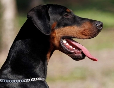 Solo Limited Edition El Greco Nero Solo Limited Edition El Greco Nero Doberman Pinscher