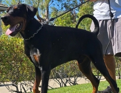 Solo Limited Edition El Greco Nero Solo Limited Edition El Greco Nero Doberman Pinscher