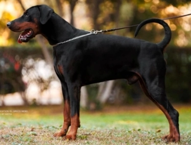 Solo Limited Edition El Greco Nero Solo Limited Edition El Greco Nero Doberman Pinscher