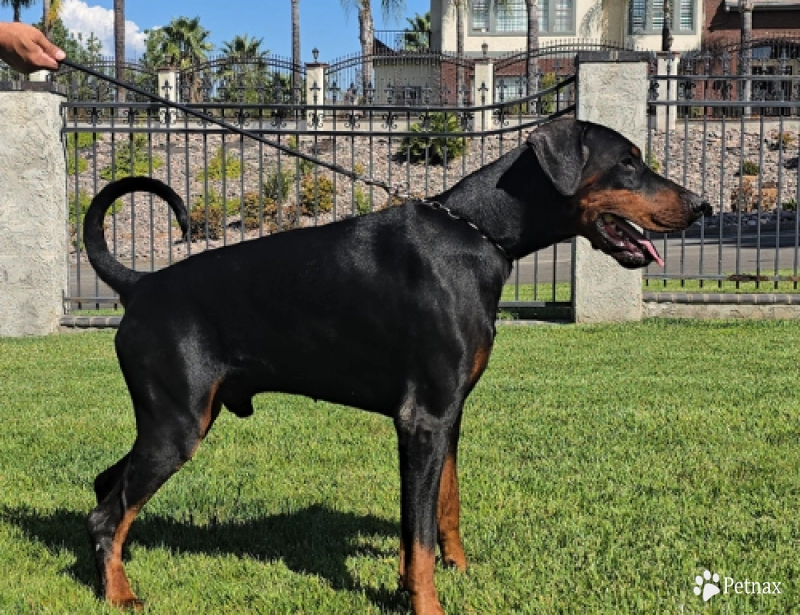 Solo Limited Edition El Greco Nero Doberman Pinscher